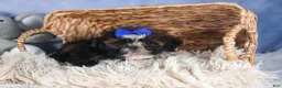 Shih Tzu dogs for sale: BUDDY - Ad 15