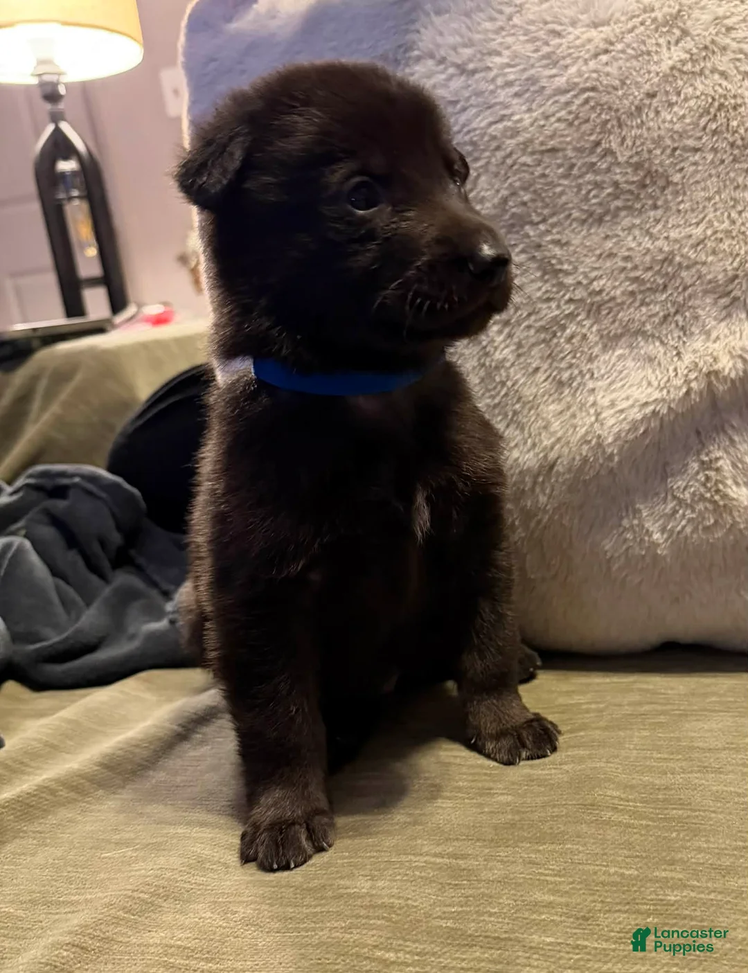 German Shepherd dogs for sale: German Shepherd Puppy 1 - Ad 1