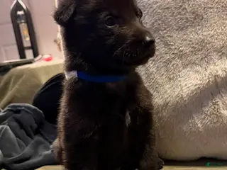 German Shepherd dogs German Shepherd Puppy 1 - Ad 9