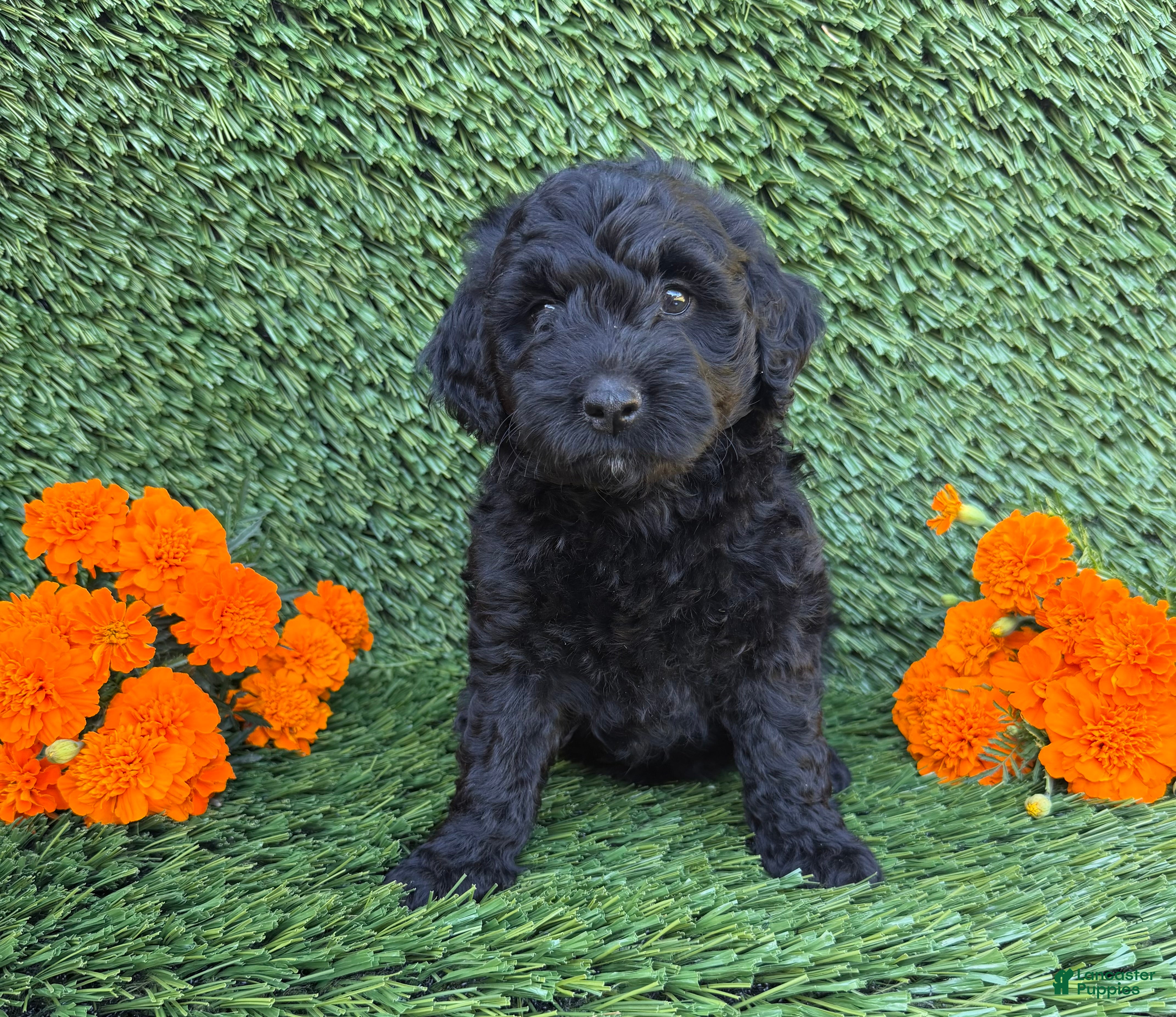 Mini Goldendoodle dogs Sadie - Ad 2