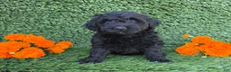 Mini Goldendoodle dogs for sale: Sadie - Ad 2