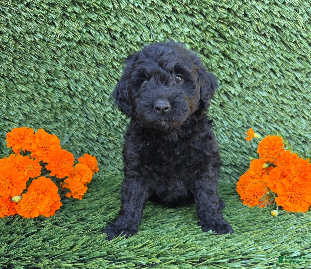 Mini Goldendoodle dogs for sale: Sadie - Ad 2