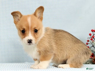 Welsh Corgi Pembroke dogs Maybelle - Ad 30