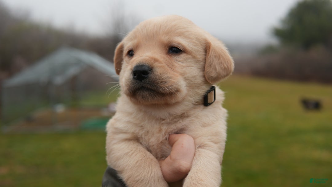 Labrador Retriever dogs for sale: Diesel - Ad 2