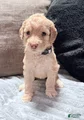 Mixed Breed Puppy 5