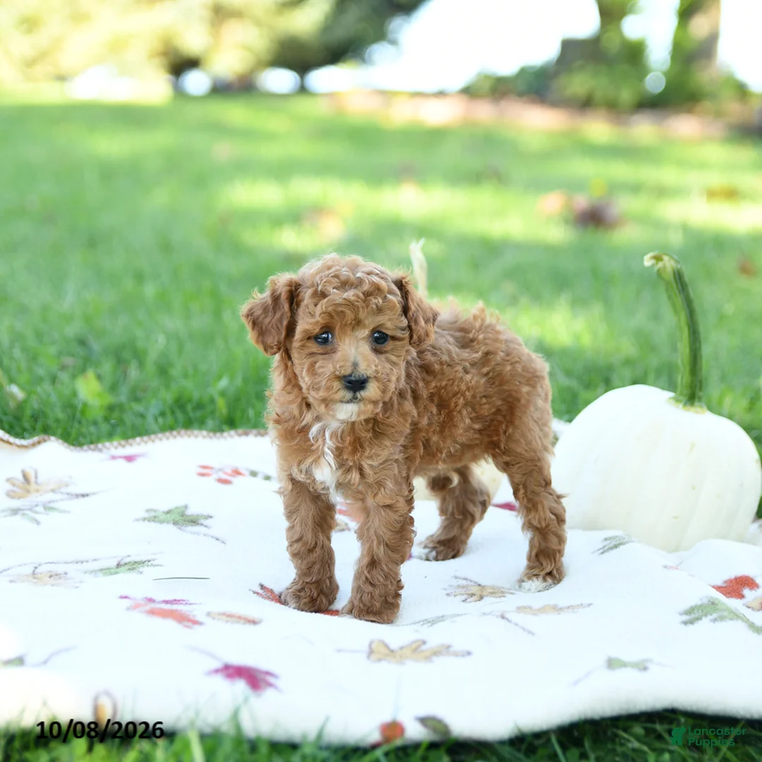 Toy Poodle dogs for sale: Nutmeg - Ad 2