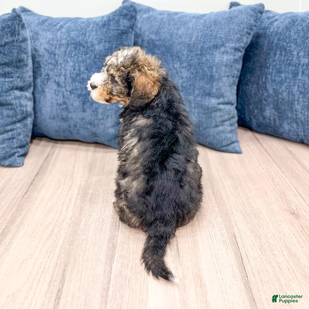Mini Bernedoodle dogs for sale: Wally - Ad 5