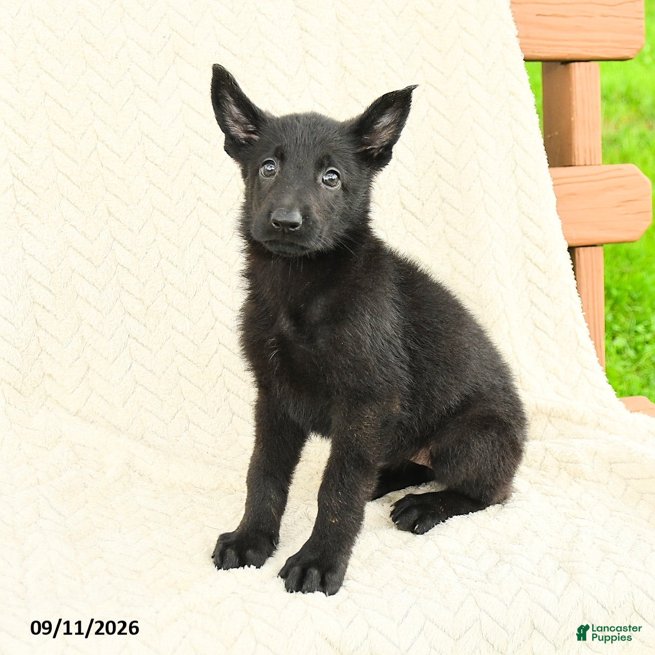 German Shepherd dogs Bria - Ad 1
