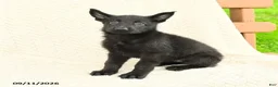 German Shepherd dogs for sale: Bria - Ad 1