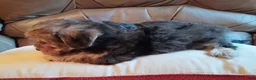 Yorkiepoo dogs for sale: Ms. Teapot  - Ad 9