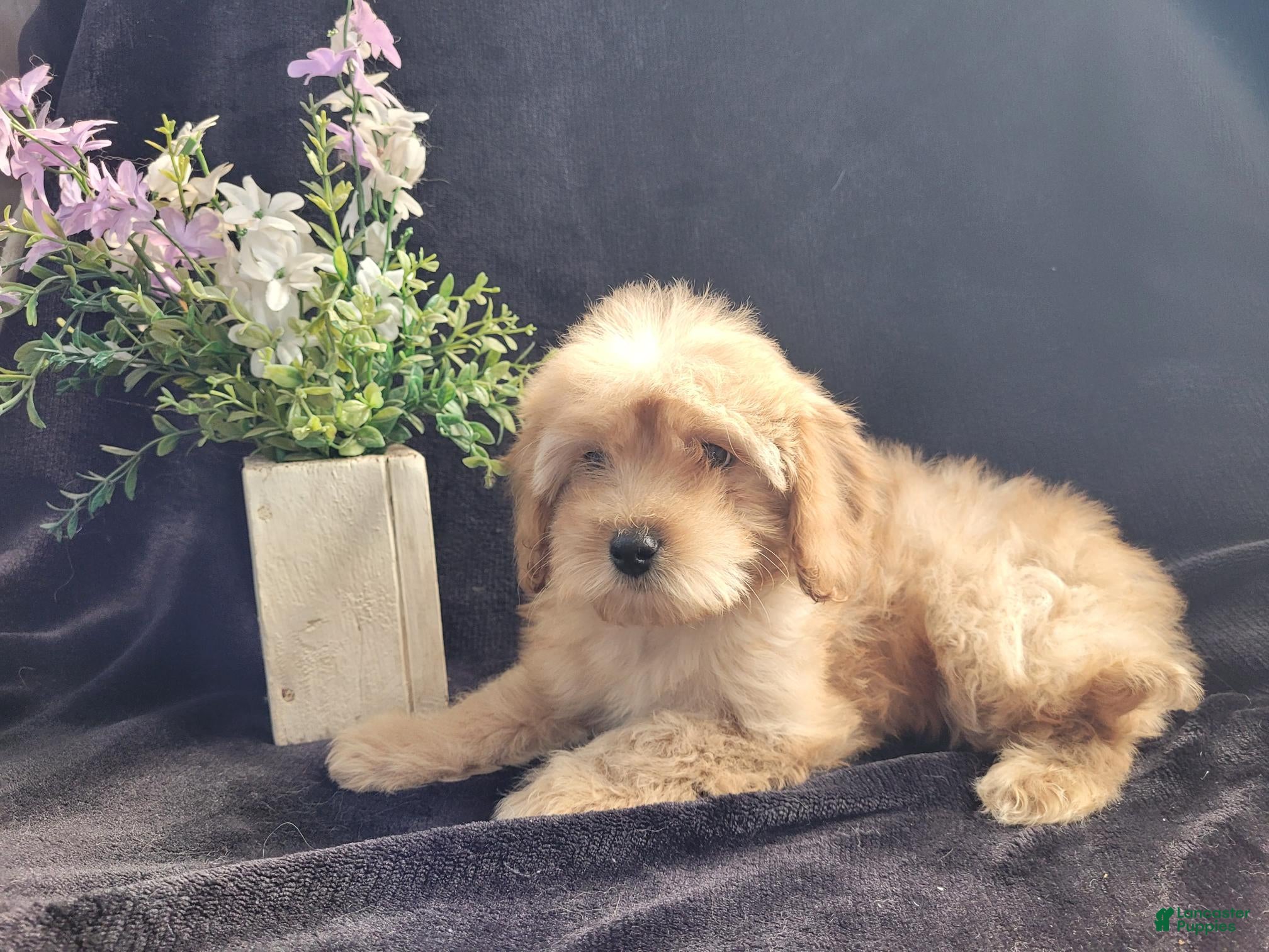 Cavapoo dogs Daisy - Ad 1