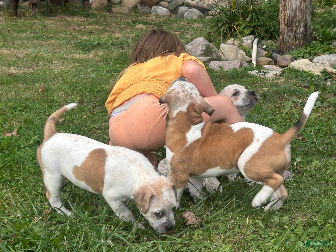 Mixed Breed dogs for sale: Mixed Breed Puppy 6 - Ad 21