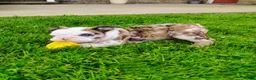 English Bulldog dogs for sale: Bailey  - Ad 1