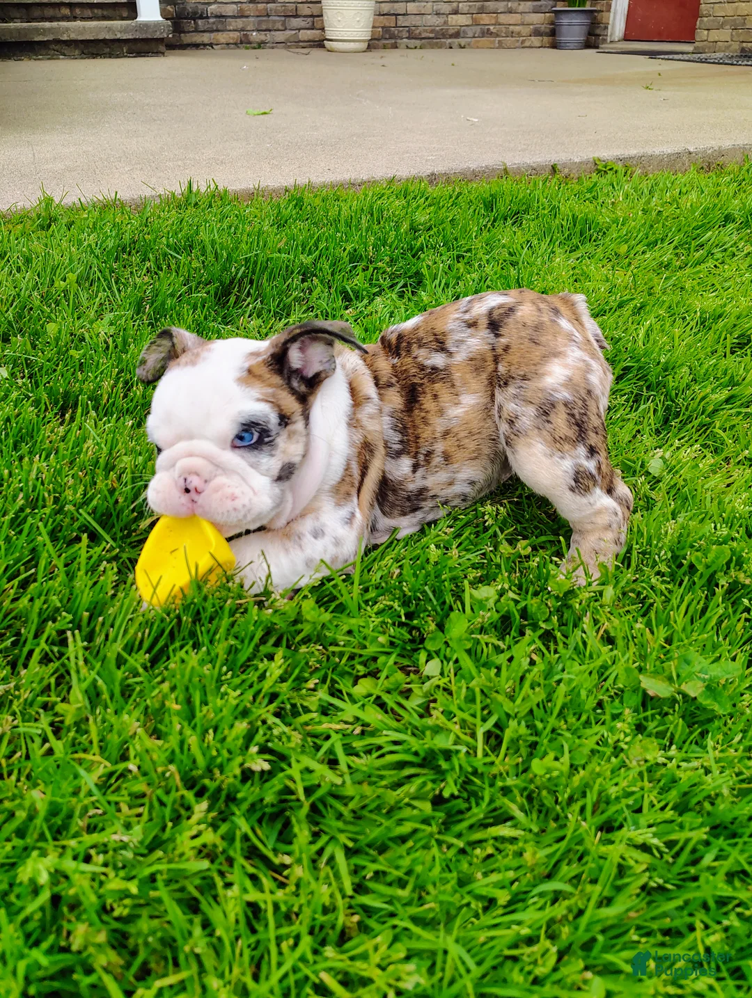 English Bulldog dogs for sale: Bailey  - Ad 1