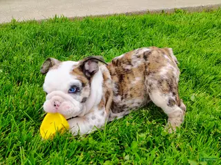 English Bulldog dogs for sale: Bailey - Ad 3