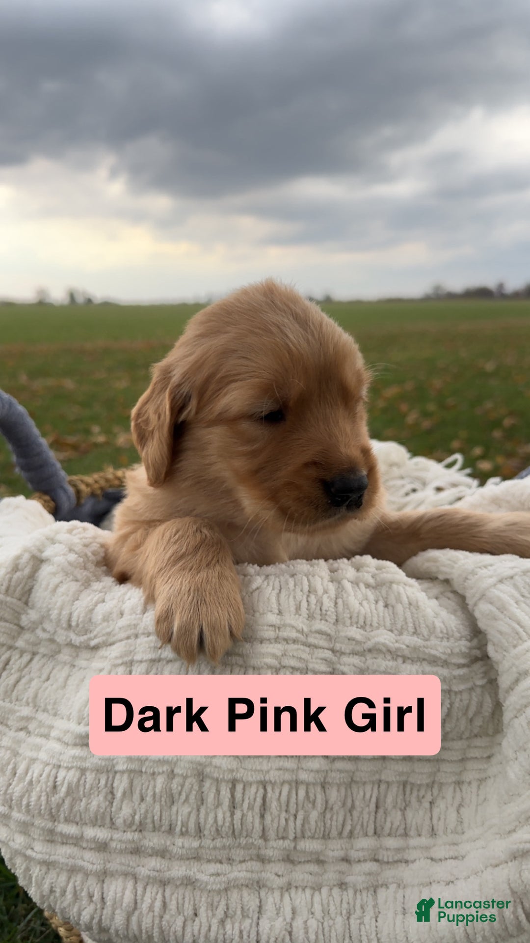 Golden Retriever dogs for sale: Golden Retriever Dark Pink Girl - Ad 2