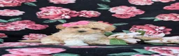 Maltipoo dogs for sale: Tiara 9 lbs Full Grown - Ad 2