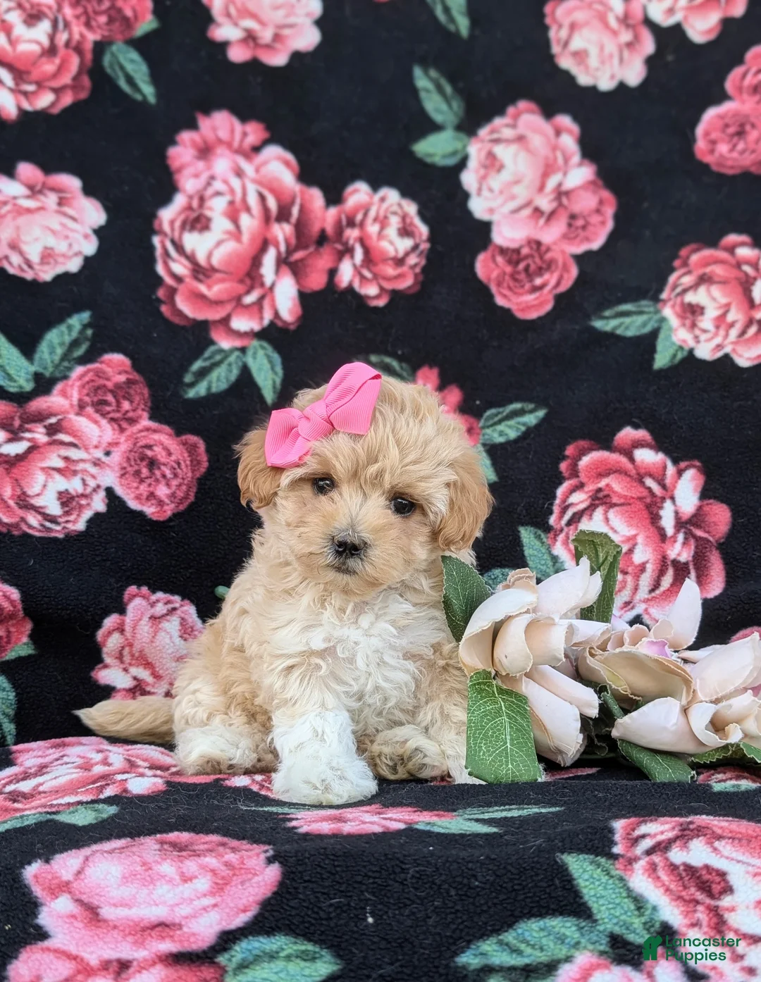 Maltipoo dogs for sale: Tiara 9 lbs Full Grown - Ad 2