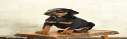 Doberman Pinscher dogs for sale: Flora   - Ad 4