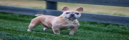 French Bulldog dogs for sale: Indy - Ad 10