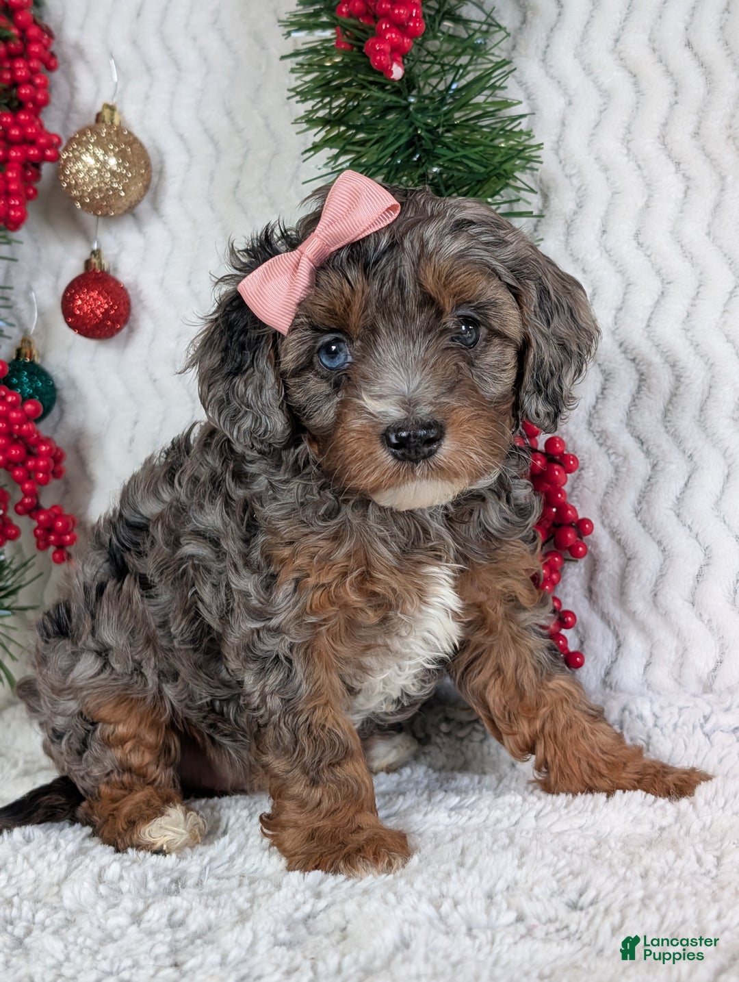Cavapoo dogs for sale: Abby  - Ad 2