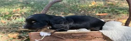 Miniature Dachshund dogs for sale: Black Boy - Ad 4