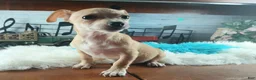 Chihuahua dogs for sale: Nationwide delivery. Popcorn boy green - Ad 6