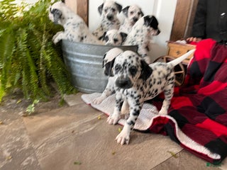 Dalmatian dogs Scraps❤️🐾AKC Hip Cert ❤️🐾Christmas Ready Call 610-932-1112 - Ad 5