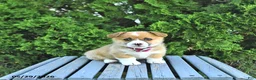 Welsh Corgi Pembroke dogs for sale: Bonnie - Ad 2