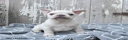 French Bulldog dogs for sale: Leo - Ad 2