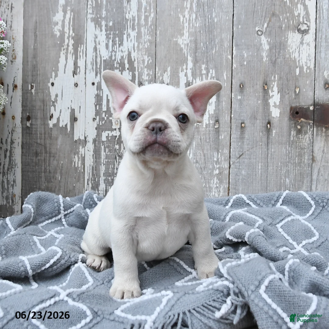 French Bulldog dogs for sale: Leo - Ad 2