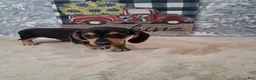 Miniature Dachshund dogs for sale: Arty - Ad 4