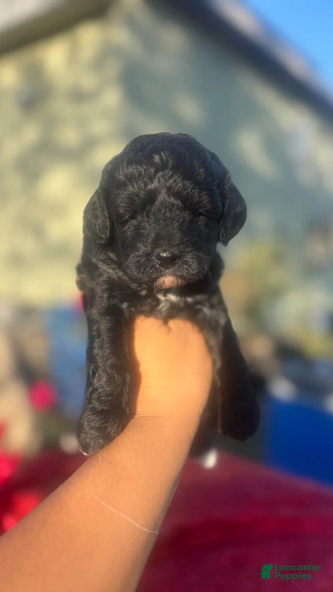 Toy Poodle dogs for sale: Toy Poodle Puppy 1 - Ad 2
