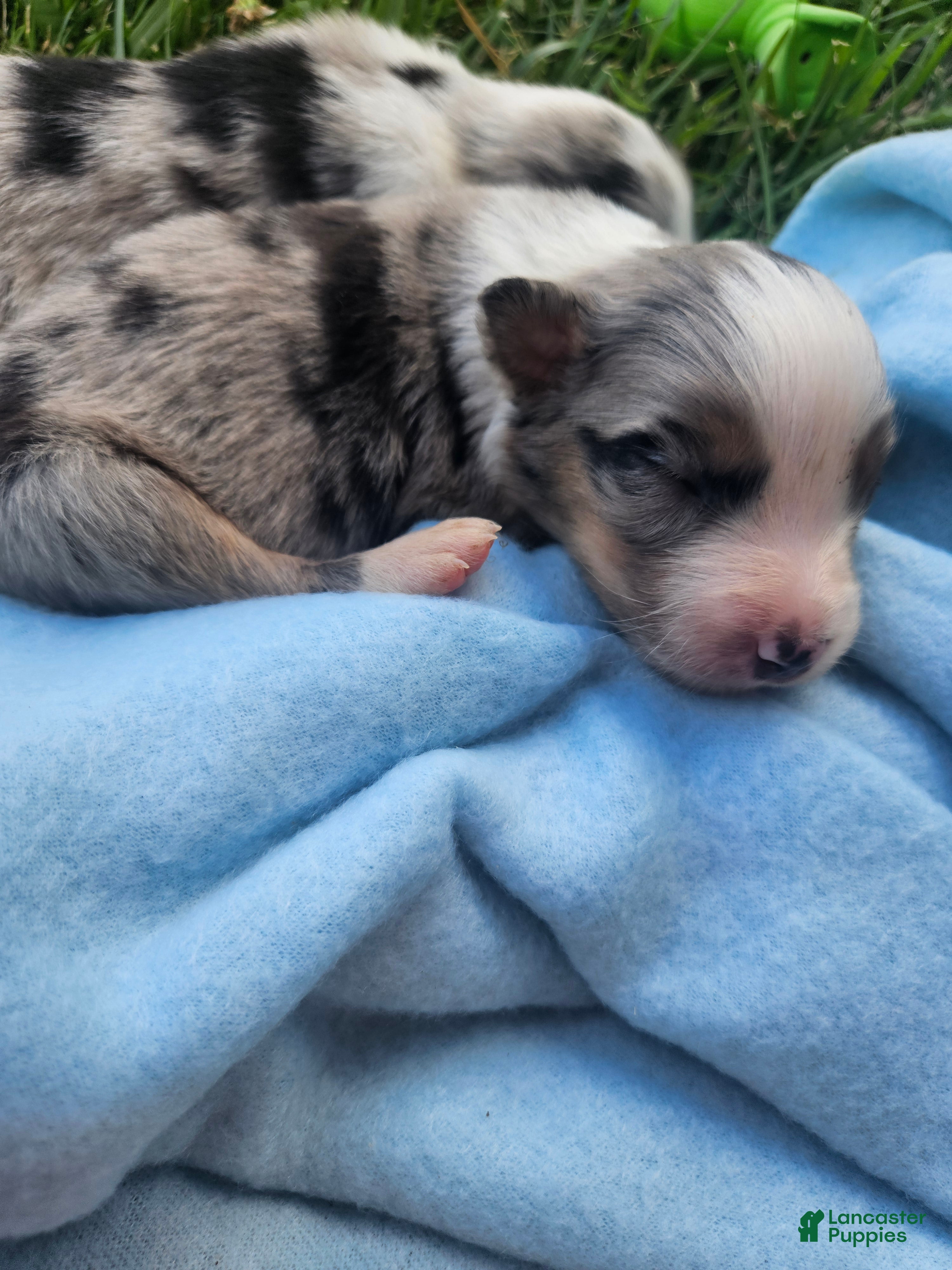 Australian Shepherd dogs Luna - Ad 28