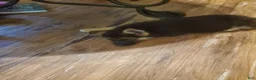 German Shepherd dogs for sale: Black Male - Ad 7