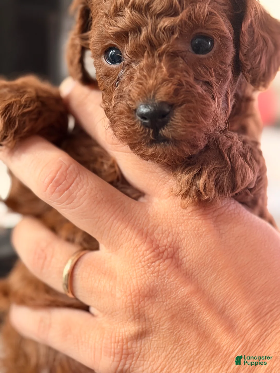 Toy Poodle dogs for sale: Teresa - Ad 1