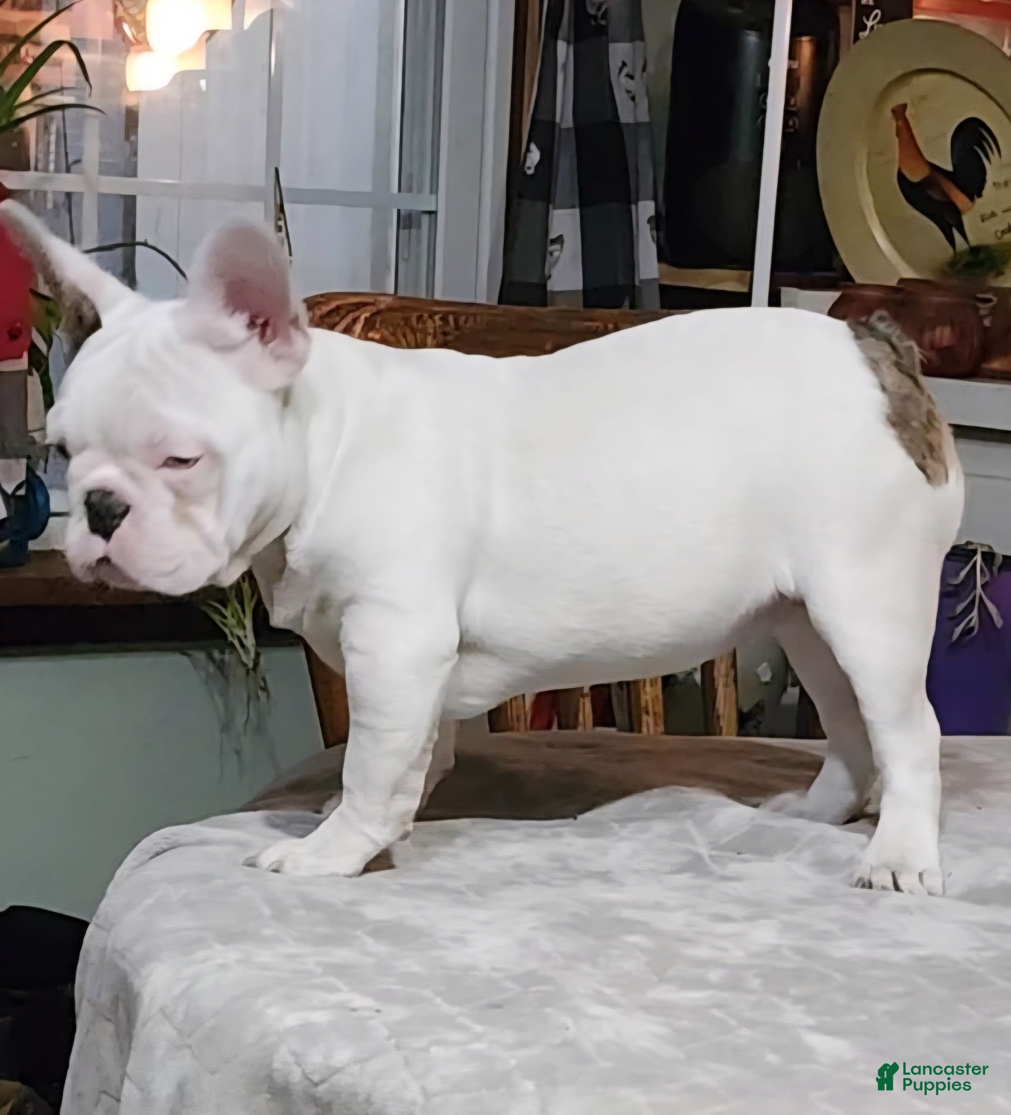 French Bulldog dogs French Bulldog Puppy 1 - Ad 1