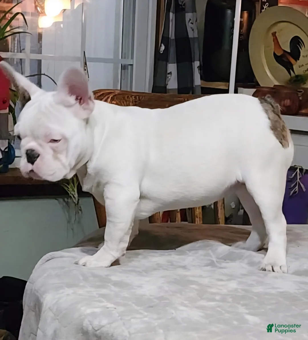 French Bulldog dogs for sale: French Bulldog Puppy 1 - Ad 1