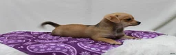 Chihuahua dogs for sale: Chihuahua 4 - Ad 3