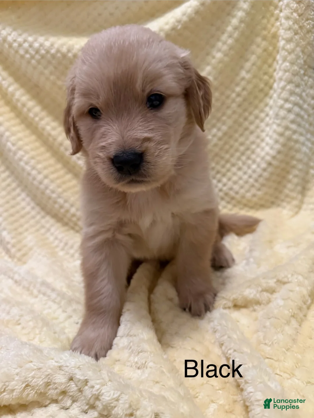 Golden Retriever dogs for sale: Black - Ad 2
