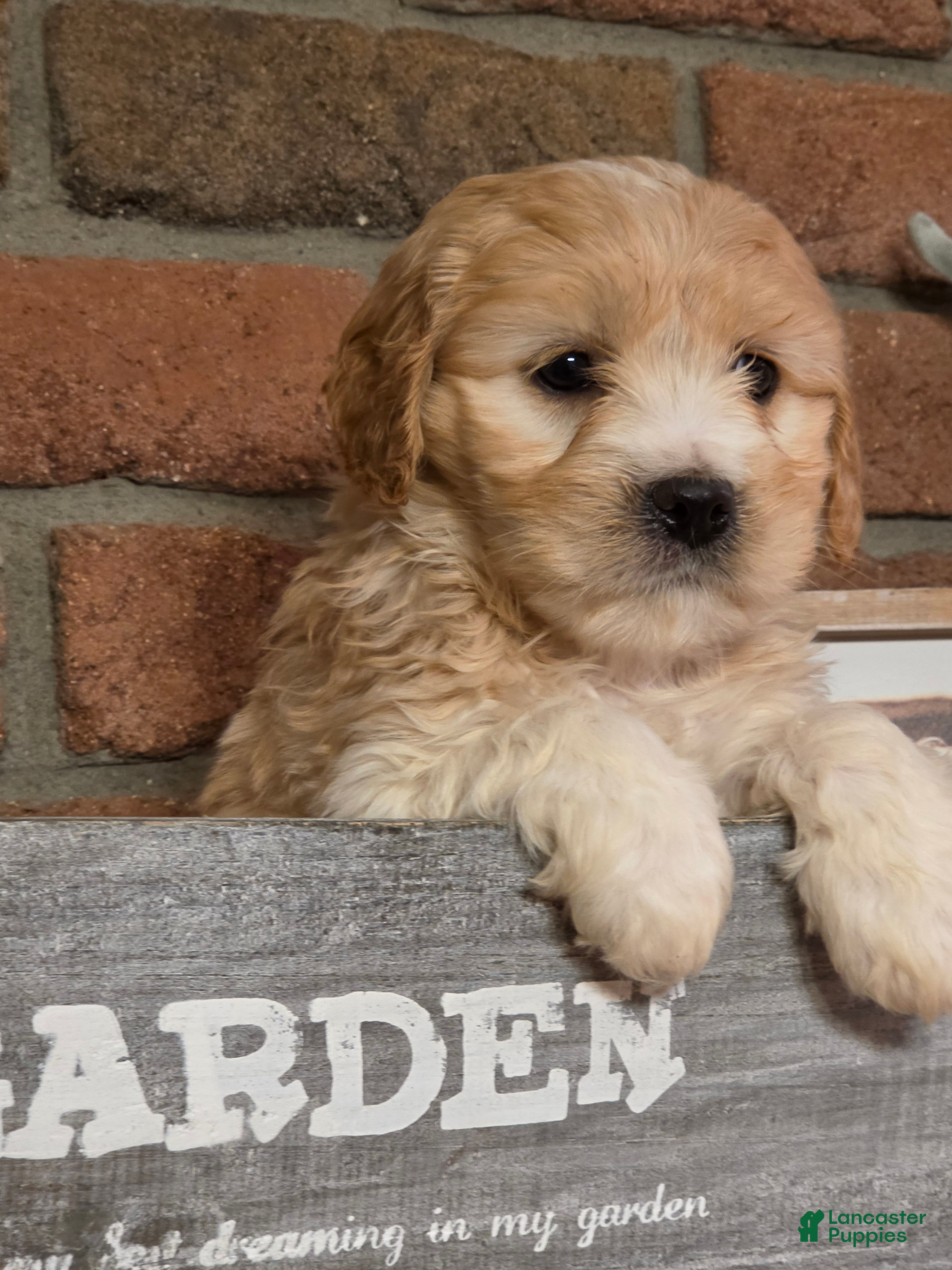 Cavapoo dogs Oscar - Ad 9