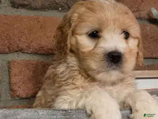 Cavapoo dogs Oscar - Ad 9