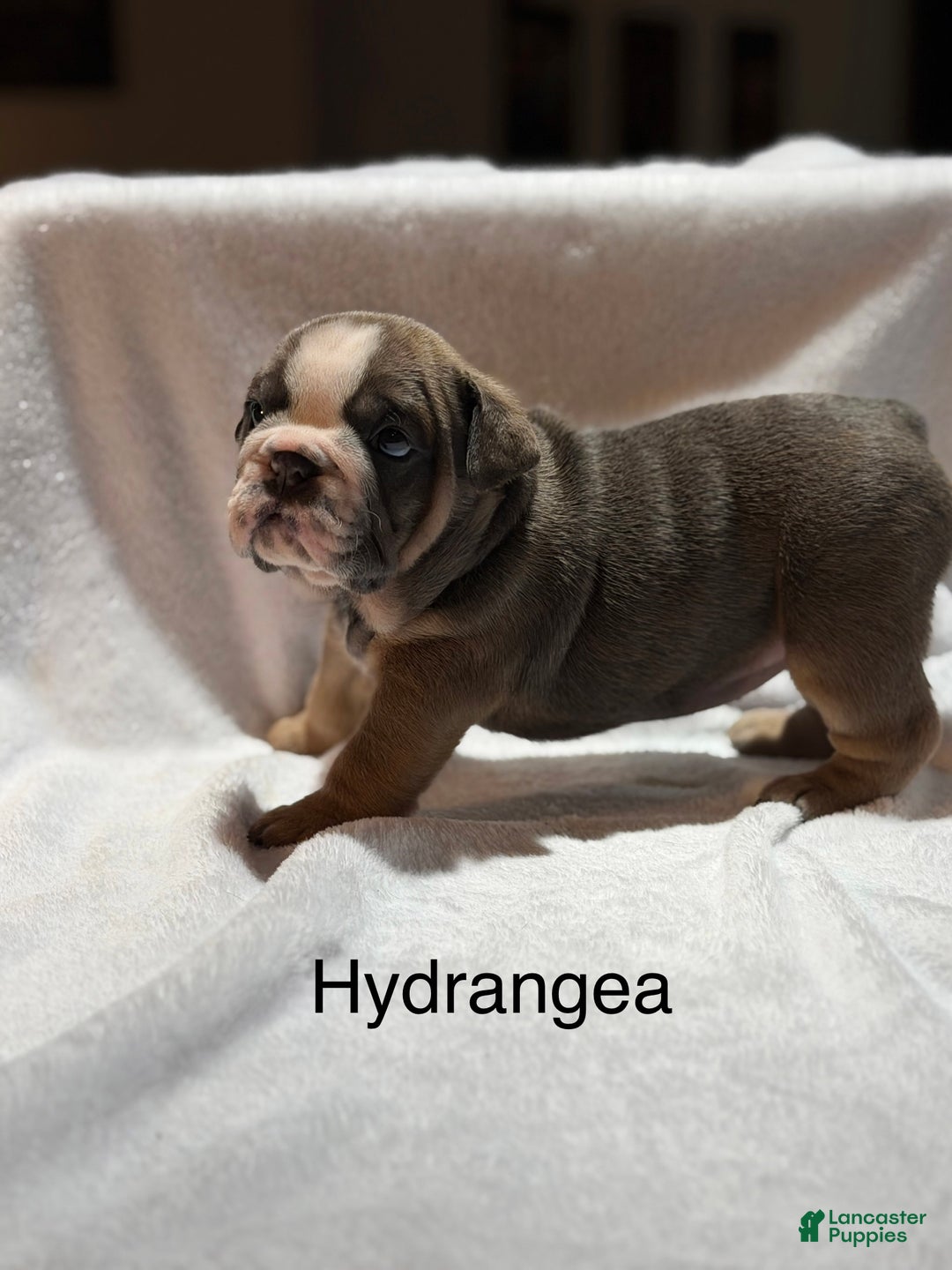 English Bulldog dogs for sale: English Bulldog Puppy 4 - Ad 9
