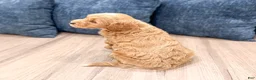 Mini Goldendoodle dogs for sale: Bear - Ad 5
