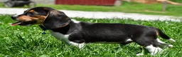 Beagle dogs for sale: Valen - Ad 10