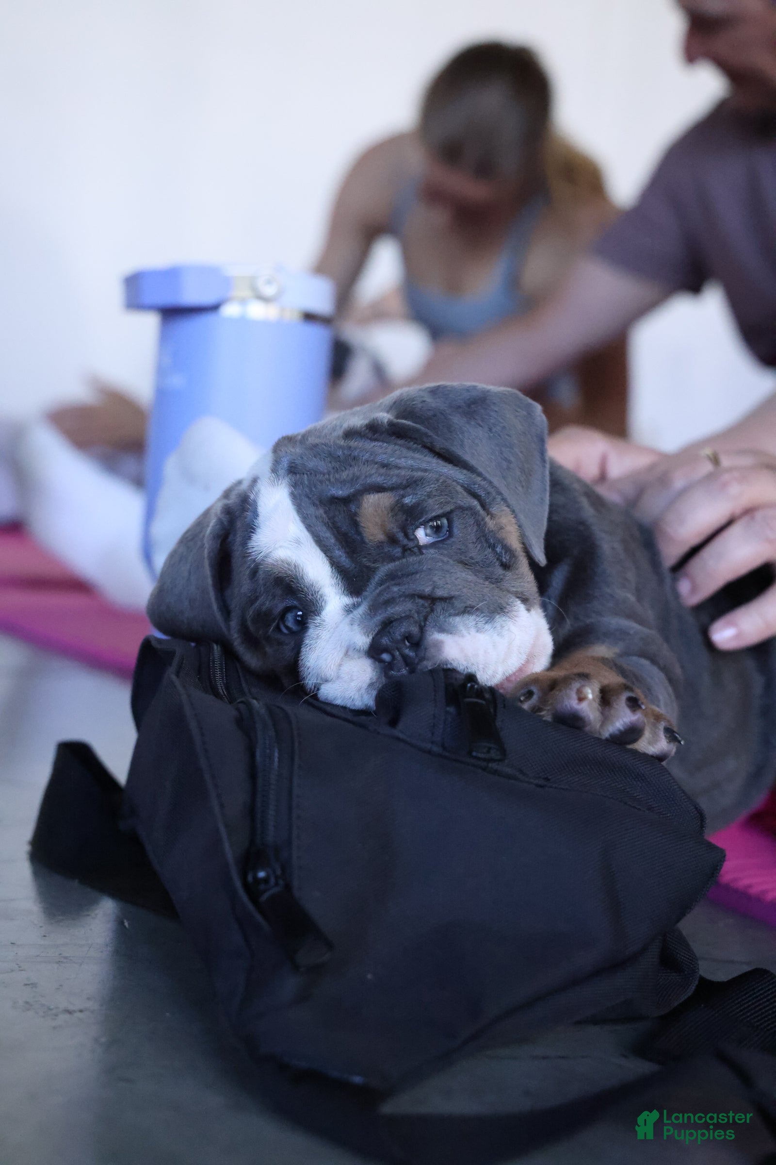 English Bulldog dogs for sale: English Bulldog Puppy 3 - Ad 4
