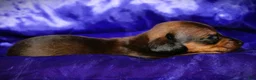 Dachshund dogs for sale: Circe - Ad 9