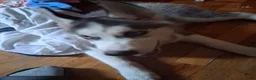 Siberian Husky dogs for sale: Siberian Husky 1 - Ad 7