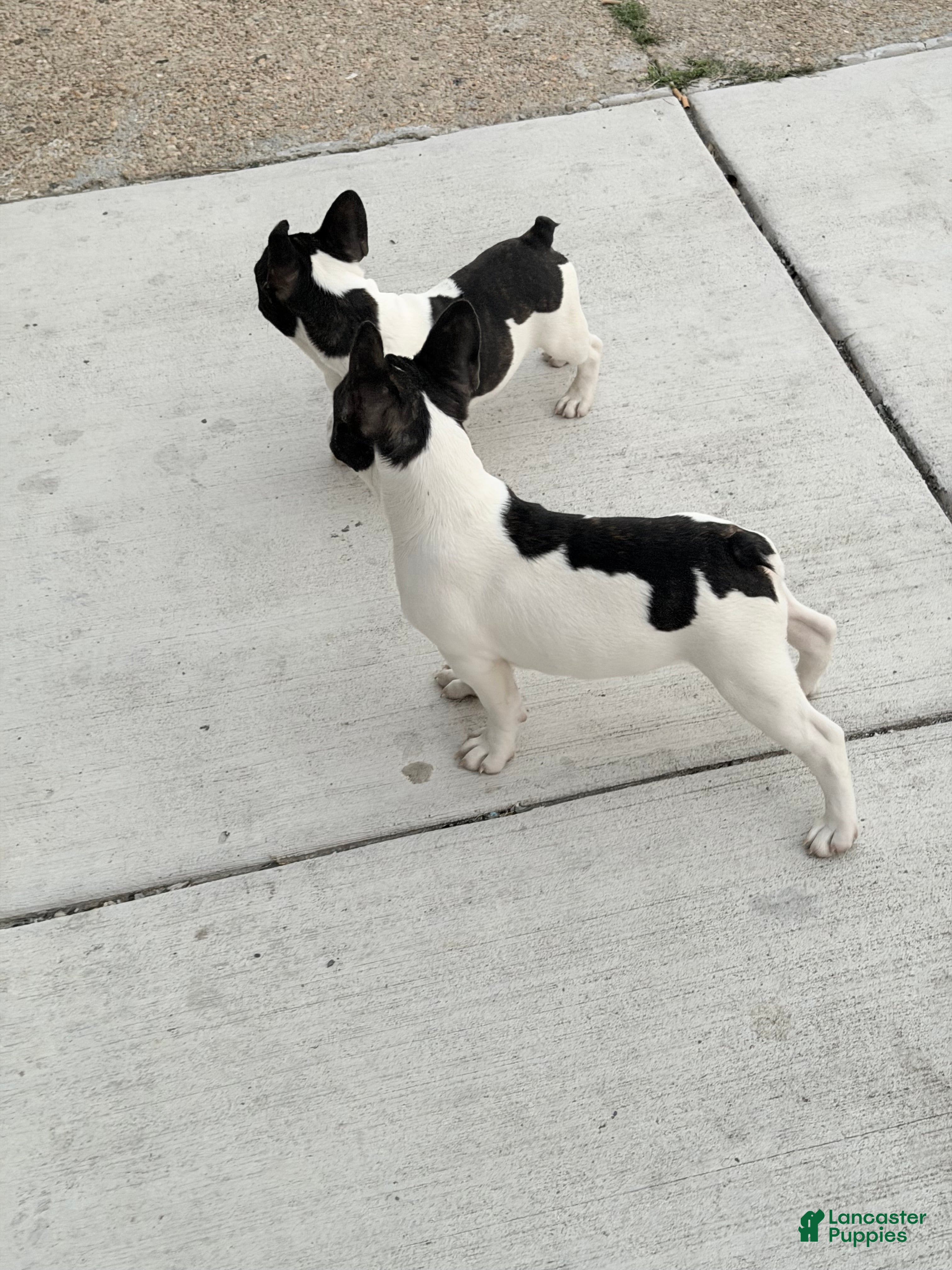 French Bulldog dogs French Bulldog 2 - Ad 2