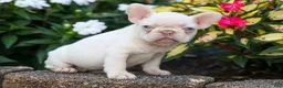 French Bulldog dogs for sale: Reba 💗 - Ad 16